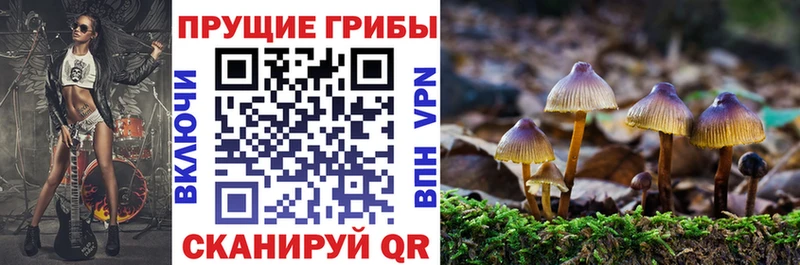 Галлюциногенные грибы прущие грибы купить закладку Камышин